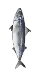サバ